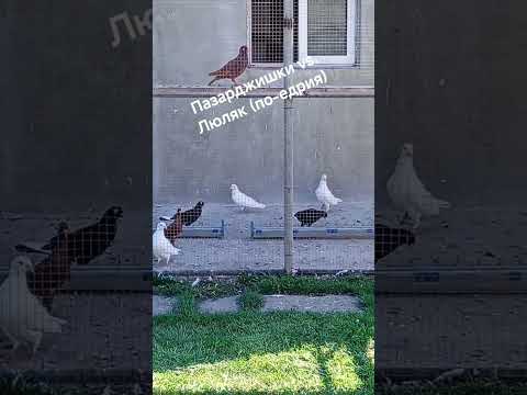 Пазарджишки и Тракийски гълъб Люляк (по-едрия)