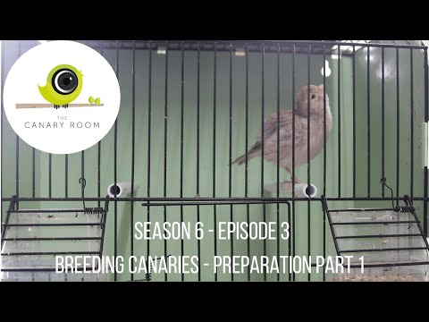 The Canary Room Season 6 Episode 3 - Preparing Canaries for Breeding Part 1