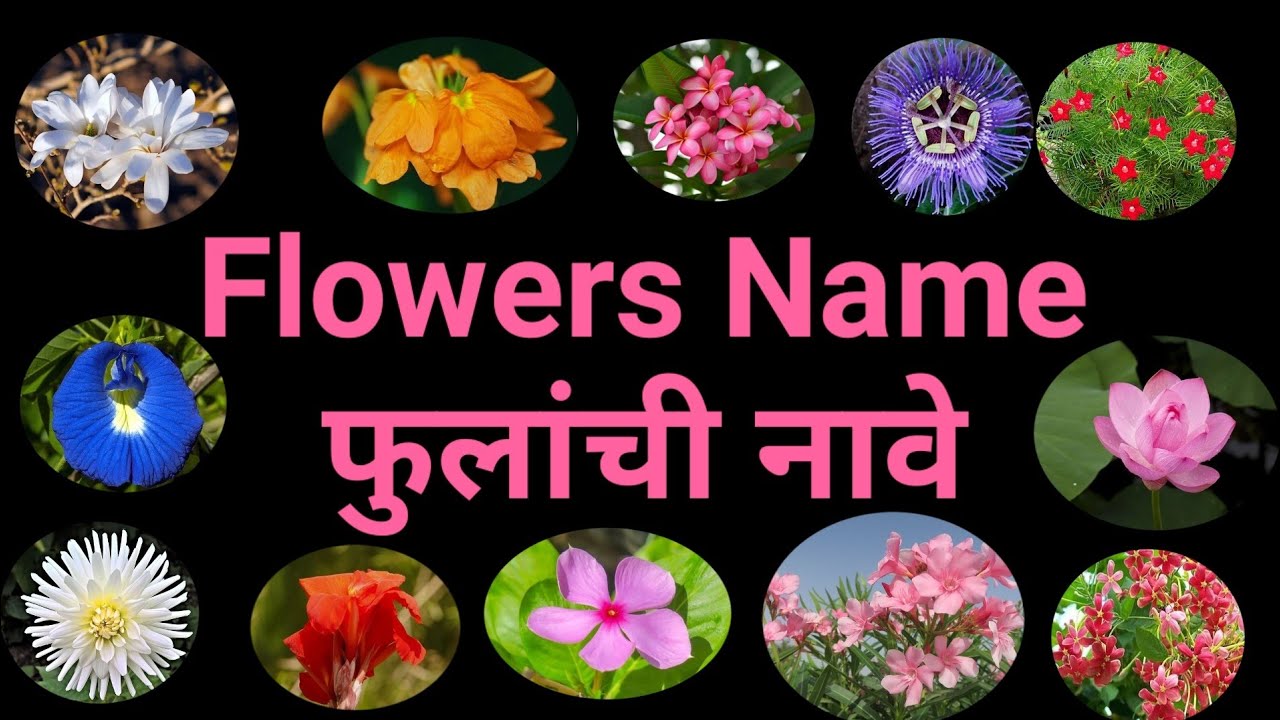 Learn Flowers Names In English & Marathi | Flowers Names | फुलांची नावे