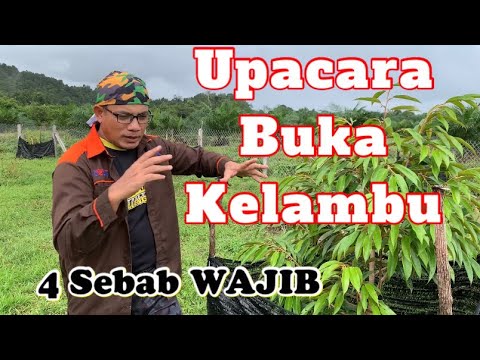 , title : '4 Sebab WAJIB Ada Sebelum ‘Kelambu’ Durian Dibuka'