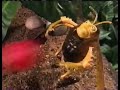 A Bug S Life Mattel Commercial