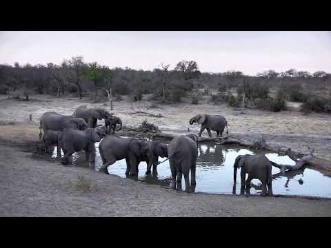 Djuma: Breeding herd of Elephants-Pt:2 - 17:59 - 10/10/18