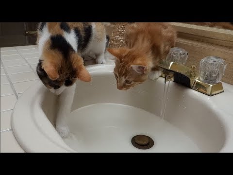 Crazy Cats Splash in Sink Full of Water