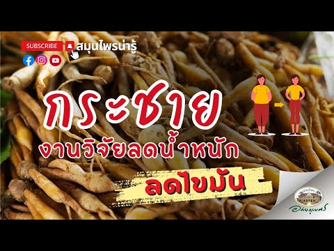 กระชาย งานวิจัยลดน้ำหนัก ลดไขมัน l สมุนไพรน่ารู้ (2567)