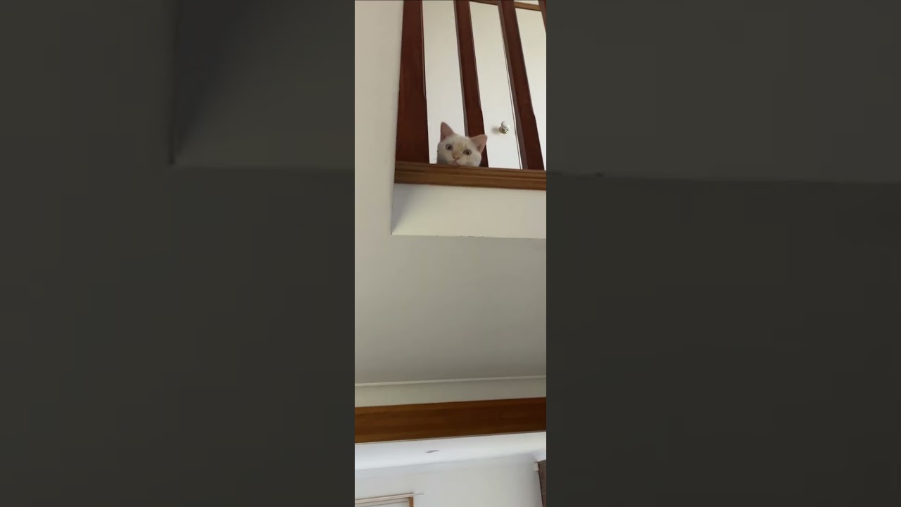 家に入る前から視線感じてました。。。。