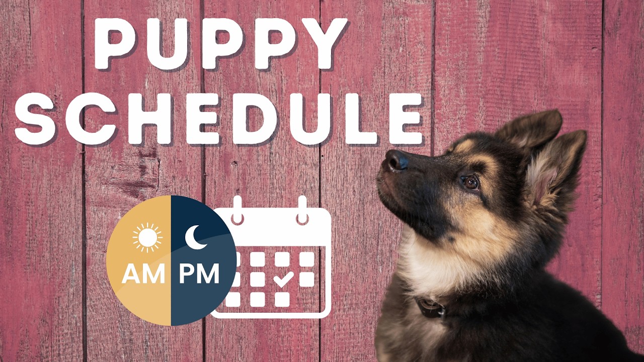 The Puppy Schedule That Makes Everything Easier