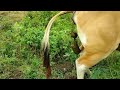Cow Pooping 2