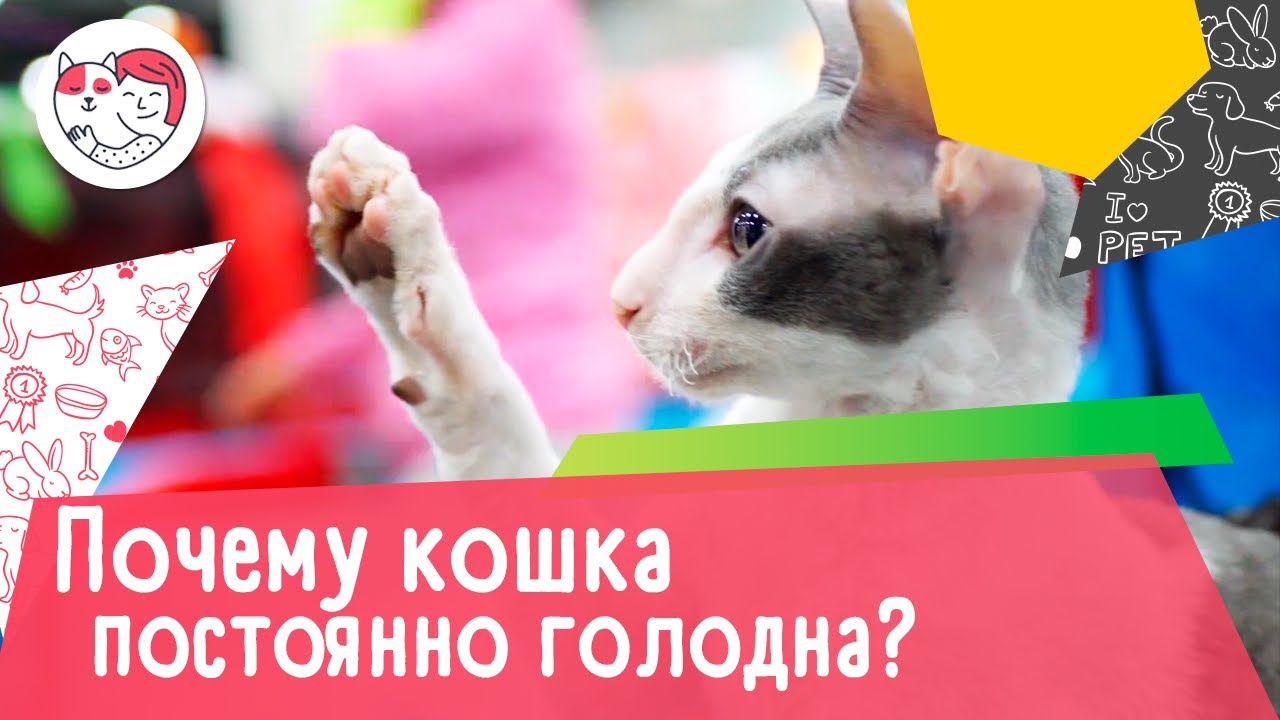 5 причин, почему ваша кошка вечно голодна