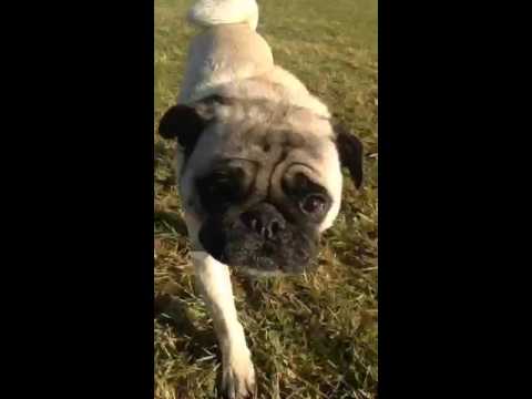 LIVE with Ralph & GarryGaz – Pure Dog Joy at Robina Park 🐶🎥 (2015 Throwback)