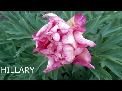 Peony HILLARY (Пион Хиллари) , Anderson, 1994, США