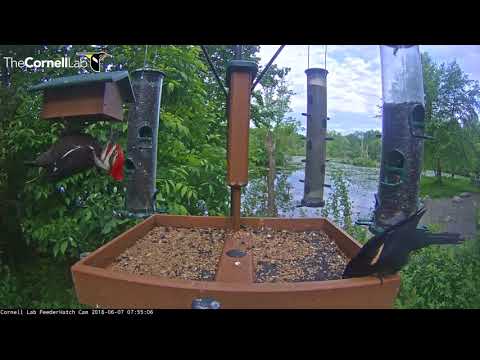 Pileated Woodpecker Hangs From Upside Down Suet Feeder – June 7, 2018