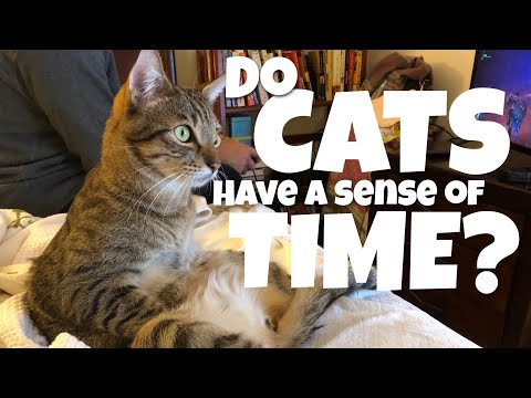 Do cats have a sense of time? / 猫は時間が分かる？