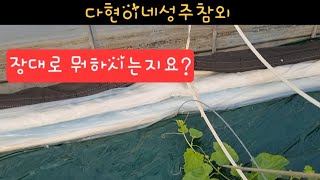 순 정리중...장대의 기능 #성주참외 ##참외 #다현이네성주참외 #기타치는농부