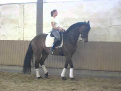 brauner Wallach Teil III