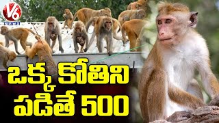 Catch Monkey Take Rs500 Farmers Good Idea To Preve