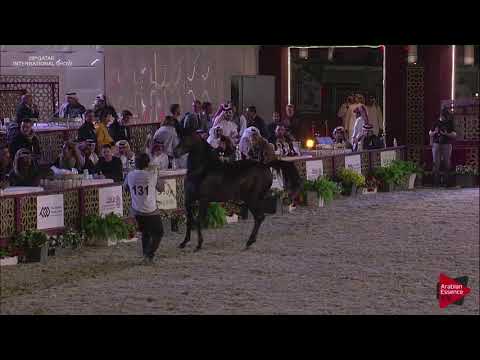 N.131 AMAAR AL NASSER - 2019 Qatar Intl Title show - Stallions 4 to 6 Years Old (Class 10)