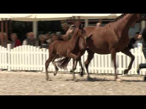 Hf v Antango x Quaterback