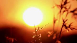 Beautiful Golden Sunrise Soft Focus Grass - Royalty Free HD Stock Video Footage