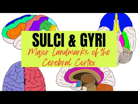 Sulci & Gyri - Major Landmarks of the Cerebral Cortex