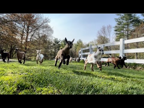 32 baby goat morning stampede