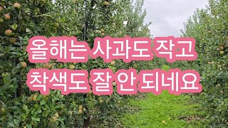 올해는 사과 크기도 작고 착색도 잘 안되네요