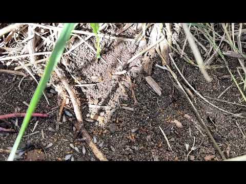 Ants Hiding Under the Bait Station in Rumson, NJ