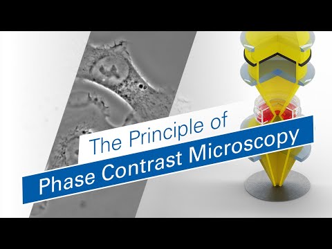 The Principle of Phase Contrast Microscopy