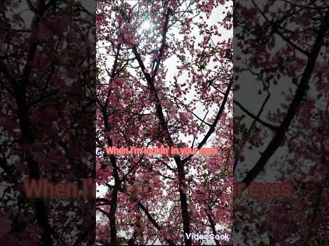 Pink Sweat$ - 17 ft. Joshua and DK of SEVENTEEN