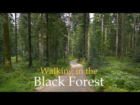 Beautiful Forest Walk in Black Forest Germany • Calming Forest Sounds • Relaxing Forest Video