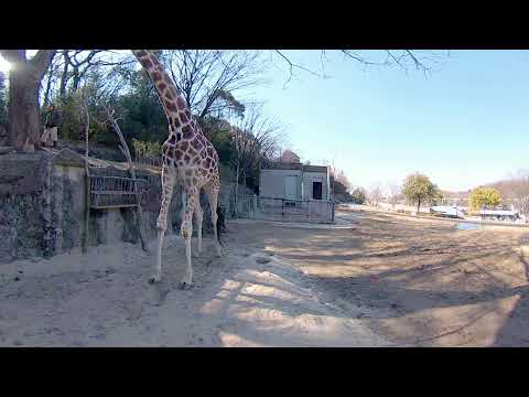 動物園の仲間「アミメキリン」のスペシャル動画サムネイル2