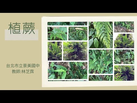 植蕨
