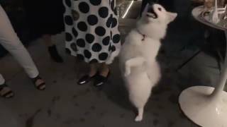 A. Browns & Co - An Italian Evening