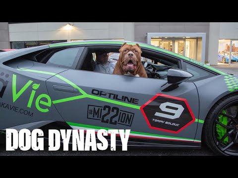 Hulk Goes Lamborghini Shopping | DOG DYNASTY