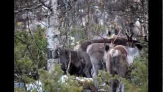 preview picture of video 'Reindeer Sörvattnet'