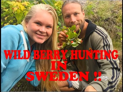 Wild Berry hunting in Sweden!