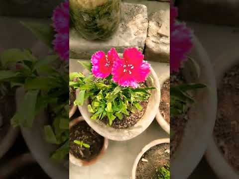 Our little flowers garden || dream garden