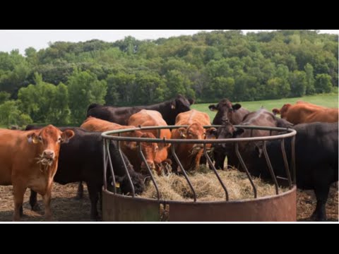 畜牧業的生命週期評估和溫室氣體排放量 (Life Cycle Assessment and Greenhouse Gas Emissions from Animal Agriculture)