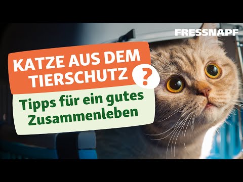 Herausforderungen bei der Adoption von Katzen - Tipps zur Anschaffung