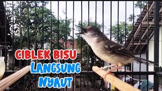 Download lagu Pancingan Ciblek semi agar cepat bunyi ciblek semi ngebren variasi mp3