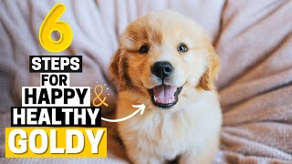 6 Simple Steps to keep your Golden Retriever Happy and Healthy