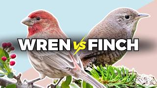 Download lagu Wren vs Finch — Panduan Suara dalam Hitungan Detik mp3 Download lagu Wren vs Finch — Panduan Suara dalam Hitungan Detik mp3