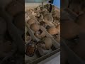 Guinea Keets Hatching