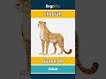 cheetah - guepardo video thumbnail