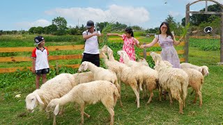 Trải Nghiệm Cho Cừu Ăn Tại Đồng Cừu ♥ Bún Bắp Family ♥ Sheep Field Feeding Experience