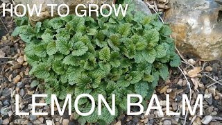 How to grow Lemon Balm