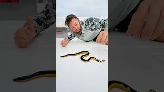 Download lagu Deadly Sea Snake Found 100 Miles From Shore mp3