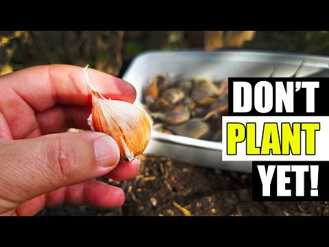 Harvesting Your Garlic The Definitive Guide For Beginners