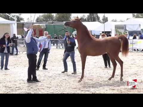 N.11 SCILLA BY BRI - Bergamo 2015 - Yearling Fillies (Class 1B)