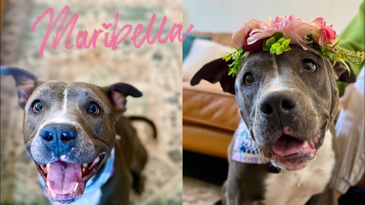 Maribella Made to love full of fun, a Adoptable mixed breed in Homestead, PA video 6/6