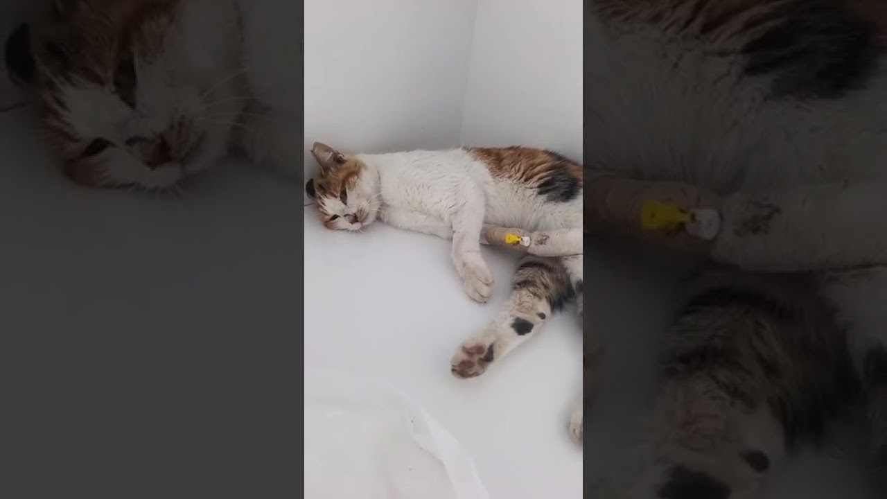 Fadik video
